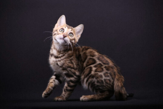 Как выбрать питомник бенгальских кошек и не пожалеть