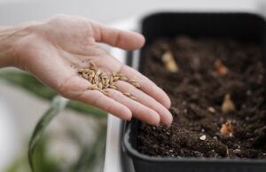 Разнообразие семян: кормовые, газонные, медоносные, сидераты и микрозелень