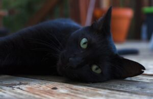 Сны о черных кошках и котятах: толкование