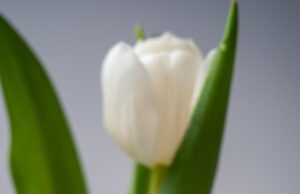 Язык тюльпанов: значение белого цвета