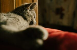 Спасение кота во сне: толкование сна