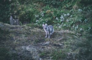 Толкование сна: убегать от волков