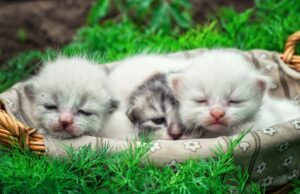 Самые милые котята в мире