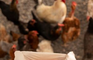 Сбор яиц во сне в курятнике