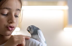 Сонник: Волнистые попугаи для женщин