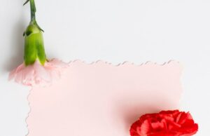 Гвоздика: значение цветка на языке цветов