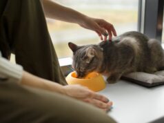 Кормить котов во сне: толкование сна