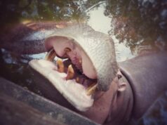 Видеть во сне много рыбы: толкование для мужчин