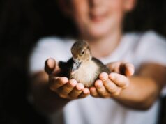 Куры и цыплята во сне: толкование