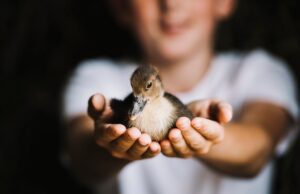 Куры и цыплята во сне: толкование