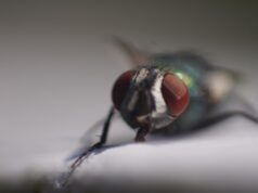 Сонник: муха в ухе