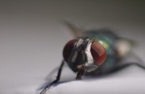 Сонник: муха в ухе