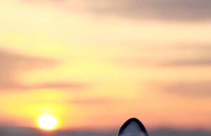 Сон о прозрачной воде: толкование