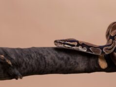 Змея серая во сне: значение для женщин