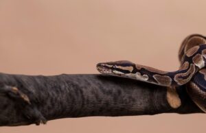 Змея серая во сне: значение для женщин