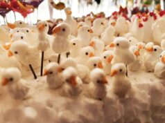 Видеть во сне цыплят: толкование сна