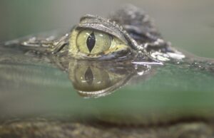 К чему снится крокодил: толкование снов
