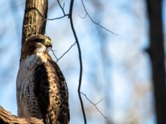 Орел в доме: толкование сна