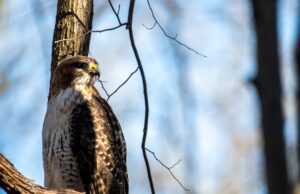 Орел в доме: толкование сна