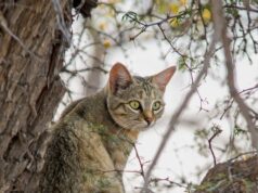 К чему снится кошка на дереве