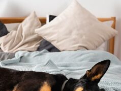 Собака во сне пыталась укусить