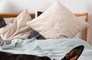 Собака во сне пыталась укусить