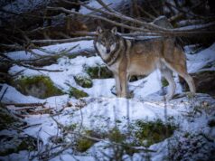 Толкование сна: охота на волка