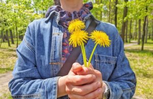Одуванчик: значение на языке цветов