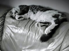 Расставание Мужчины-Льва с Женщиной