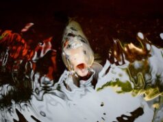 Видеть во сне рыбу в воде: символы и толкования