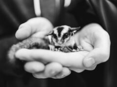 Расшифровка татуировки совы на руке