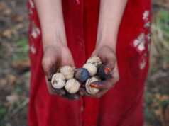 Сбор грибов во сне: значение для беременных