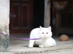 К чему снится кошка на поводке