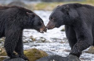 Стая медведей во сне: толкование