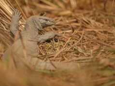 Сонник: К чему снятся вараны ящерицы женщине