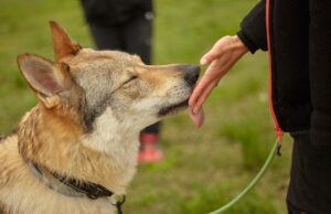 Самодельный ультразвуковой отпугиватель собак: мощный и эффективный