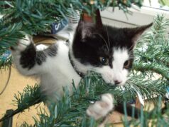 Токсичные растения в доме: как защитить питомца