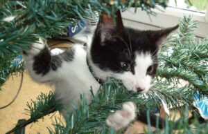 Токсичные растения в доме: как защитить питомца