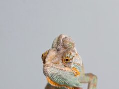 Ящерицы: незаменимые помощники человека