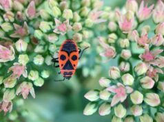 Майский жук во сне женщины: толкование