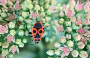 Майский жук во сне женщины: толкование