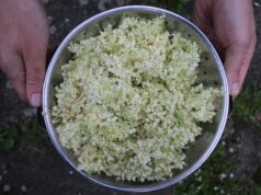 Употребление сухой морской капусты