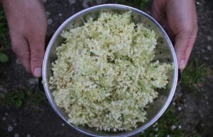 Употребление сухой морской капусты