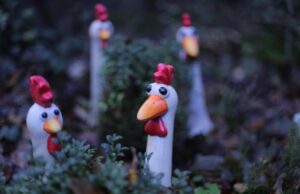 Сон про петуха с курами: толкование