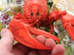 Раки июня и июля: чем они отличаются