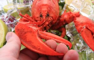 Раки июня и июля: чем они отличаются