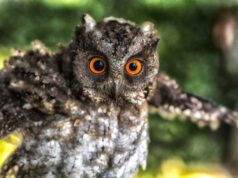 Сова во сне: толкование сна с мертвой совой