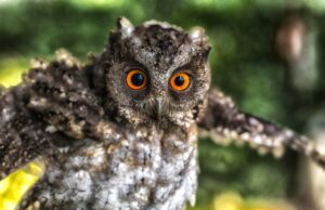 Сова во сне: толкование сна с мертвой совой