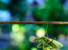 Зеленые Богомолы во Сне: Значение и Толкование