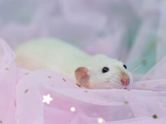 Маленькие крысята во сне: толкование